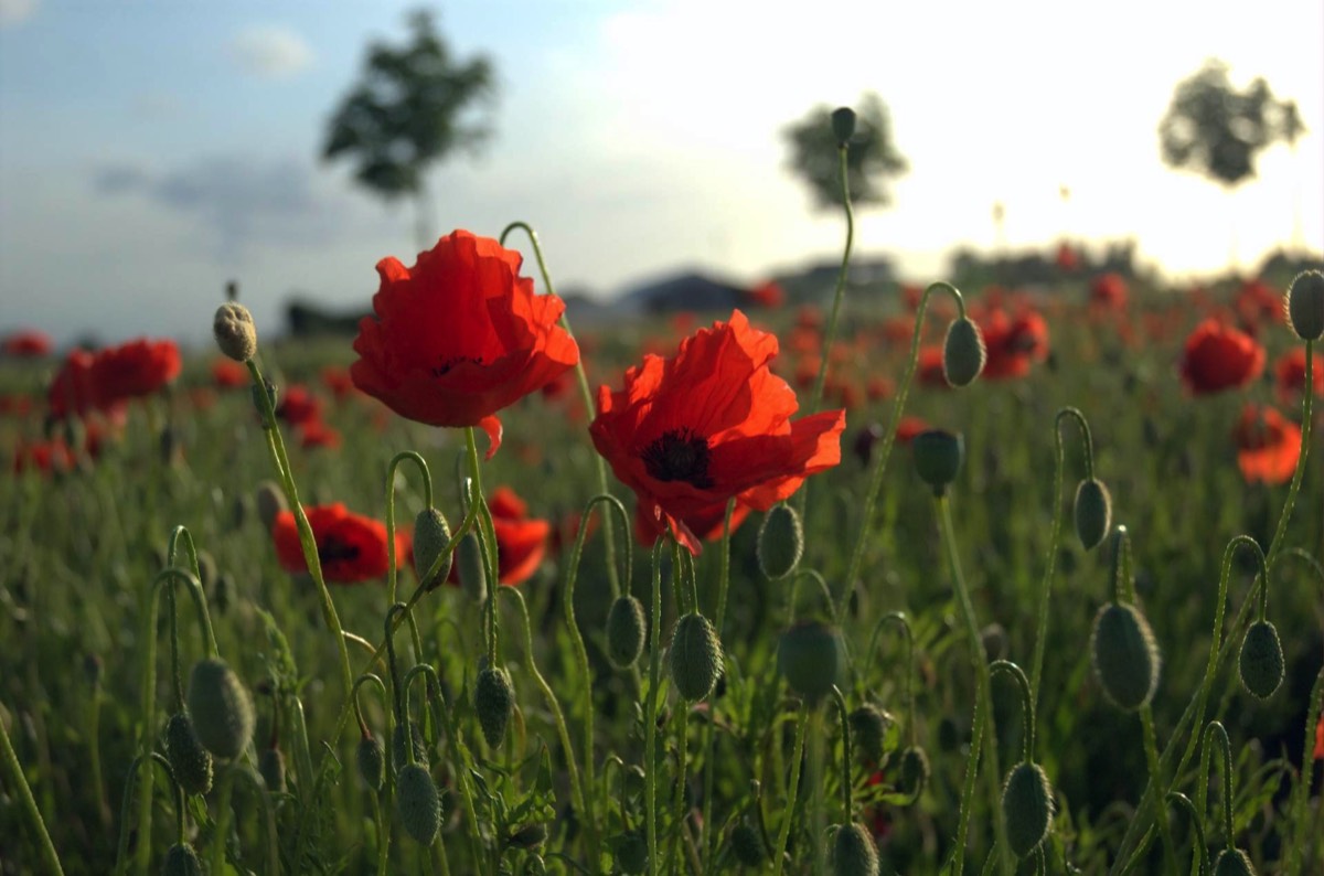 Poppies in field in Flanders